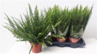 Nephrolepis Extra Green Lady 14/40