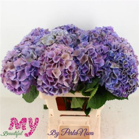 Hydr S My Rio 50cm X5 Holland