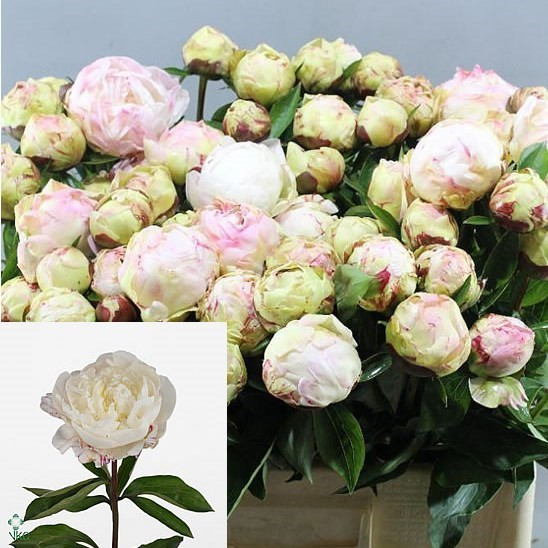 Paeonia Jacorma X10 Holland