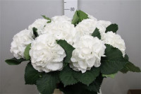 Hydr S Royal Princes 80 cm X5