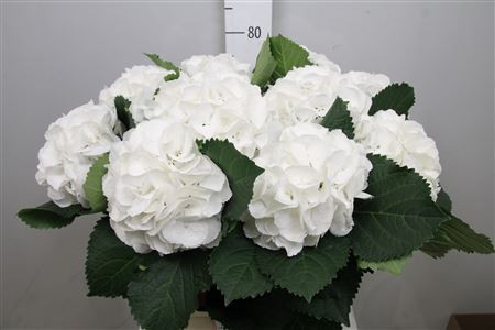 Hydr S Royal Princes 80 cm X5