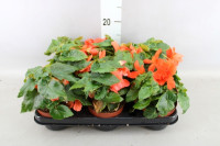 Begonia Du Grace 14/35
