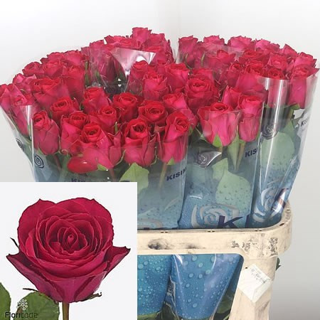 Rose Madam Cerise 70 sm