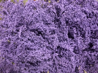 Solidago Milka 80 sm