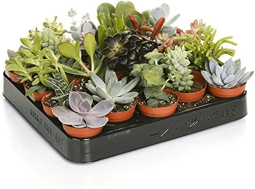 Succulenten Mix Decorum 5/12