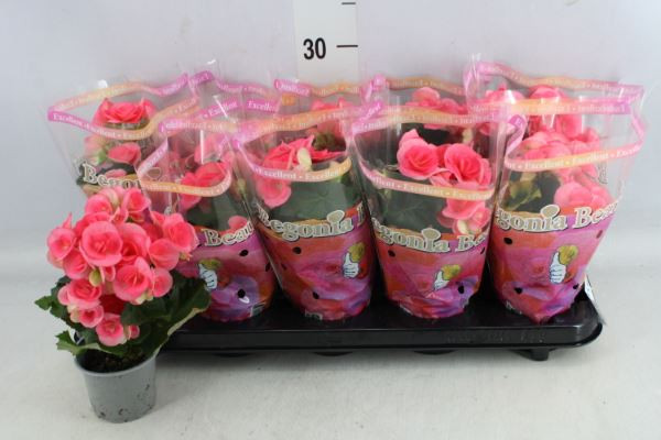 Begonia HI Netja 9/27