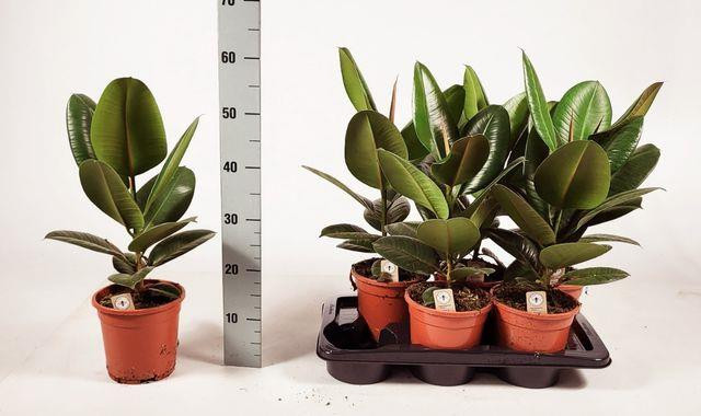 Ficus Elastica Robusta 24/115