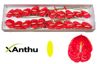 Anthurium Mix 30 sm - 750