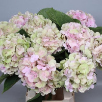 Hydr S Verena Classic 50 cm X5 Holland
