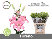 Lilium S La Tirreno X10 Holland