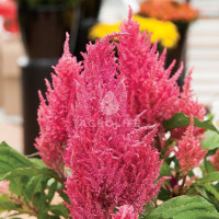 Celosia Pink Х10