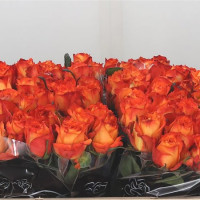 Rose Cheetos 50 sm