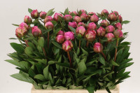Paeonia Alex Fleming X10