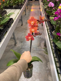 Phal 1-tak Horizon 12/45