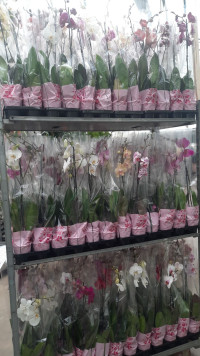 Phal A2 1-tak Levo Mix 12/70