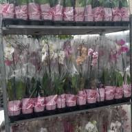 Phal A2 1-tak Levo Mix 12/70 - изображение_viber_2022-06-03_10-57-47-823