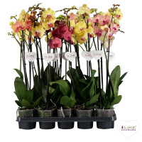 Phal A2 2-tak Yellow Mix Levo 12/65