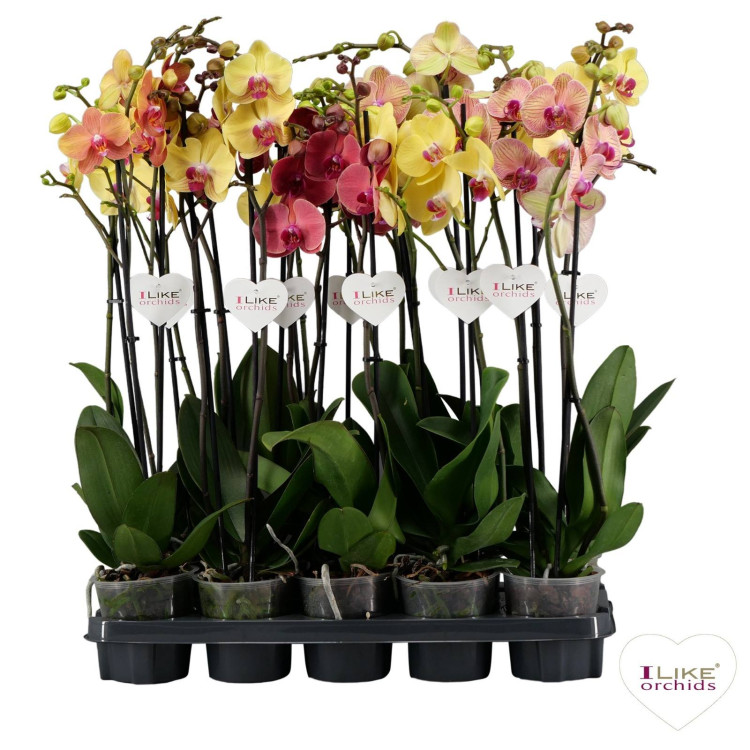 Phal A2 2-tak Yellow Mix Levo 12/65