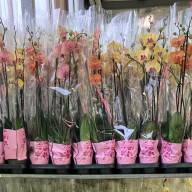 Phal A2 2-tak Yellow Mix Levo 12/65 - зображення_viber_2025-03-08_19-19-42-071