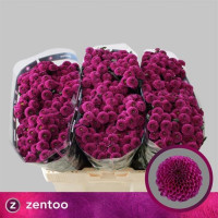 Chr Santini Aaa Purpetta X25