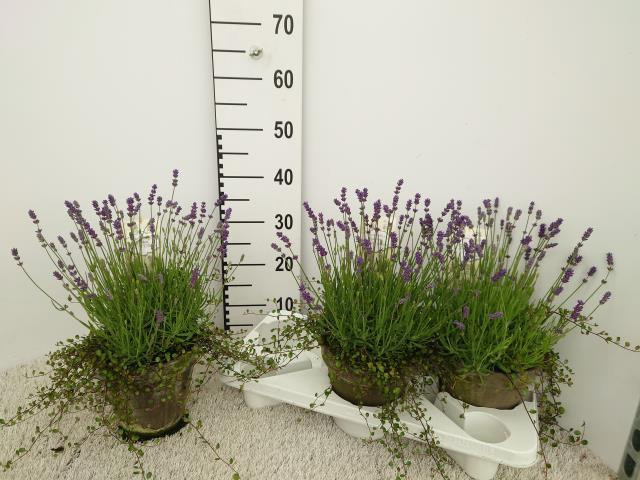 Lavanda Cleo Patio 12/30
