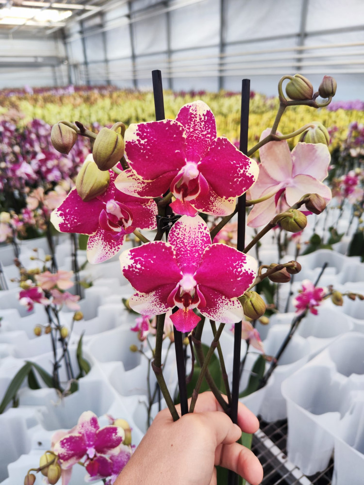 Phal A2 2-tak Phalaenova Sort 12/40