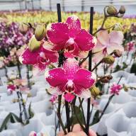 Phal A2 2-tak Phalaenova Sort 12/40 - IMG-20230710-WA0027