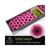 Gerbera Gerponi Belfi X30 Holland