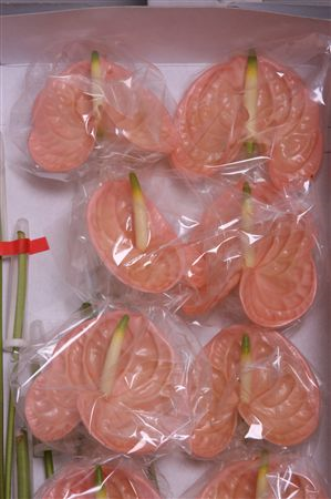 Anth A Evita Pink X16