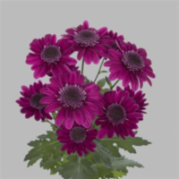 Chr T Stresa Purple