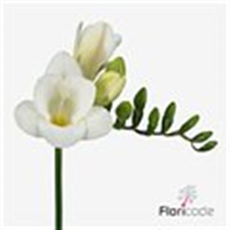 Fr En White Serenade