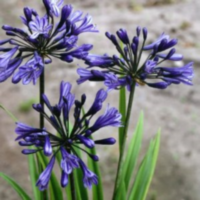 Agapanthus Africanus