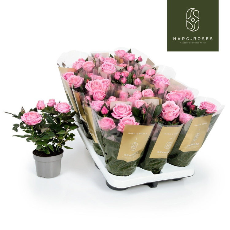 Rosa Adele Kordana Grande Pink 510/27