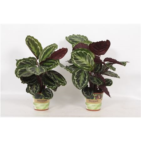 Calathea Medaillon Russia-decorum