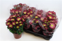 Chrysanth Rainbow Burgundy (nederpel)