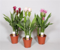 Curcuma (min Order - Shelf)