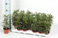 Schefflera Elegantissima 12/35