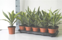 Dracaena Lemon Lime