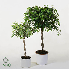 Ficus Be Exotica Gevlochten Stam