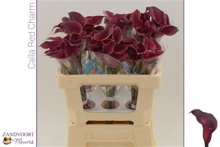Zanted S Red Charm X10 Holland