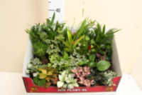 Kamerplant Mix