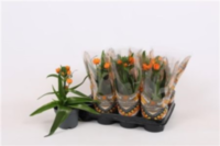 Ornithogalum Dubium Oranje
