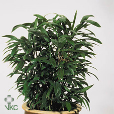 Rhapis Excelsa