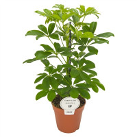 Schefflera Ar Nora 24/100