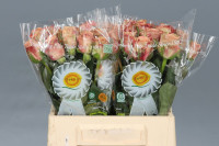 Rose Cappuccino 35 sm