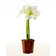 Hippeastrum White 12/25 - Hippeastrum White 12 25