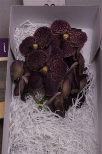 Vanda Z Dark Choco (Brown)