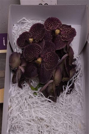 Vanda Z Dark Choco (Brown)