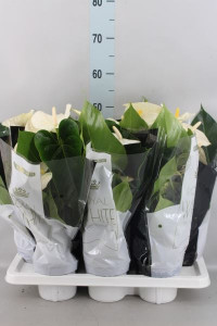 Anthurium Montana 14/50