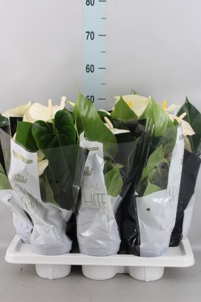 Anthurium Montana 14/50